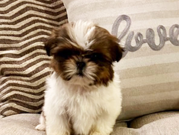 animalcrackers-puppy