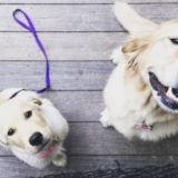 Animal-Crackers-Shelter in place