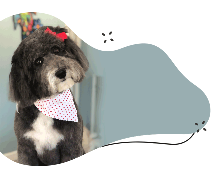 https://staging.animalcrackershartland.com/wp-content/uploads/2021/07/Dog-Grooming-Quote.png