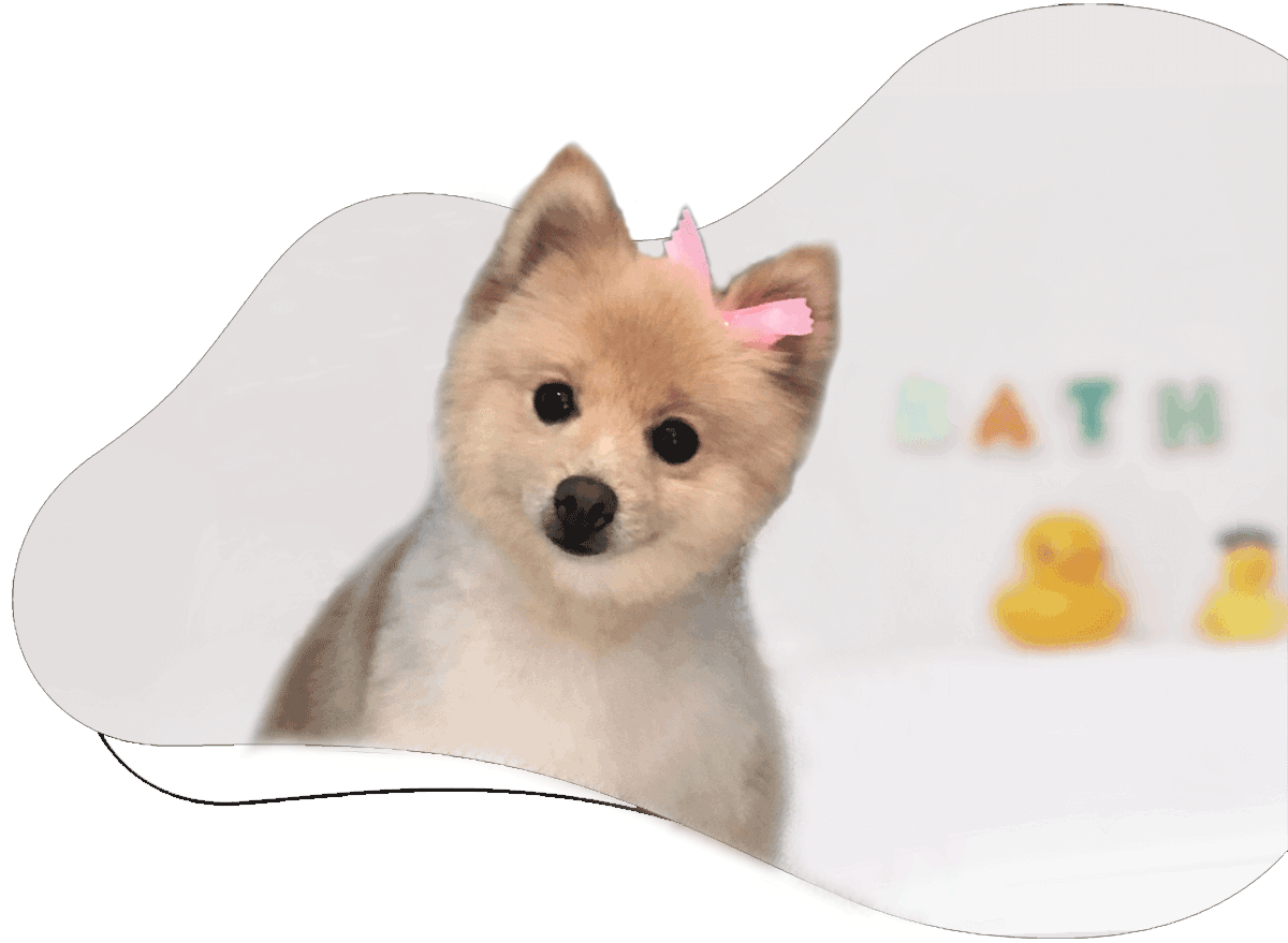 https://staging.animalcrackershartland.com/wp-content/uploads/2021/07/hartland-Animal-crackers-dog-bathing.png