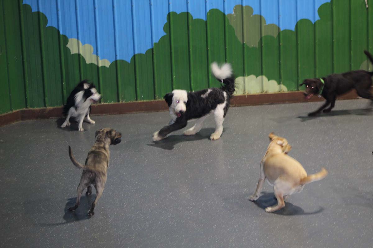 IMG_1467_1 IMG_1467_1