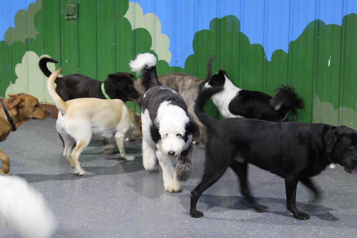 IMG_1520_1 IMG_1520_1