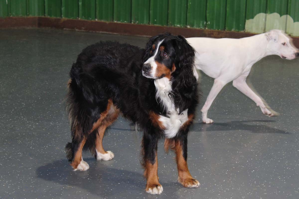 IMG_1527_1 IMG_1527_1